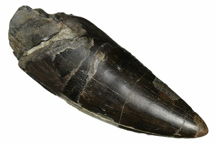 Tyrannosaur (Daspletosaurus?) Tooth - Two Medicine Formation #183247